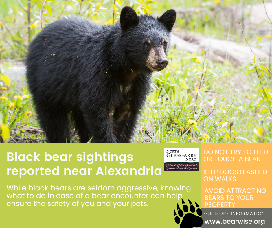 Picture of a black bear